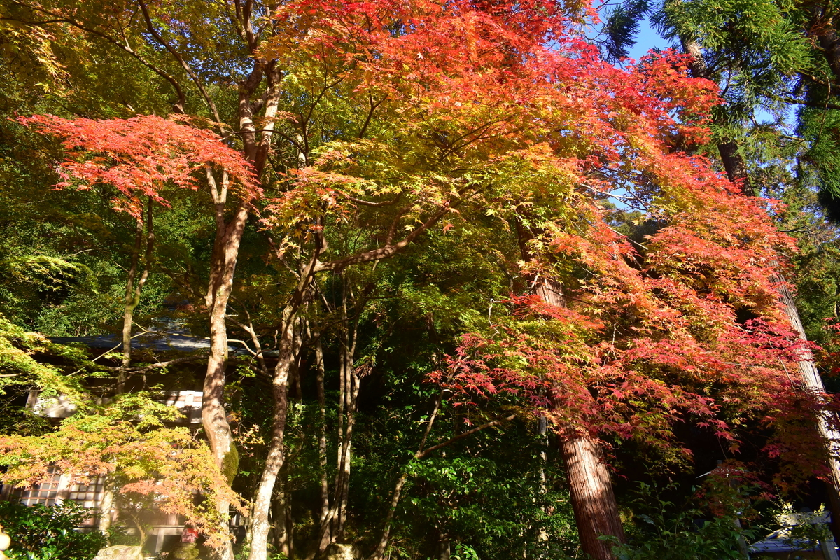 護法堂弁財天の紅葉 2018年11月20日 撮影:MKタクシー