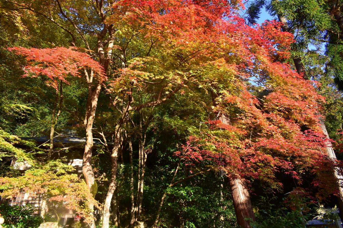 護法堂弁財天の紅葉　2018年11月20日　撮影：MKタクシー