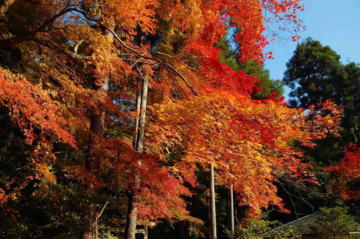 護法堂弁財天の紅葉 2017年11月25日 撮影:MKタクシー