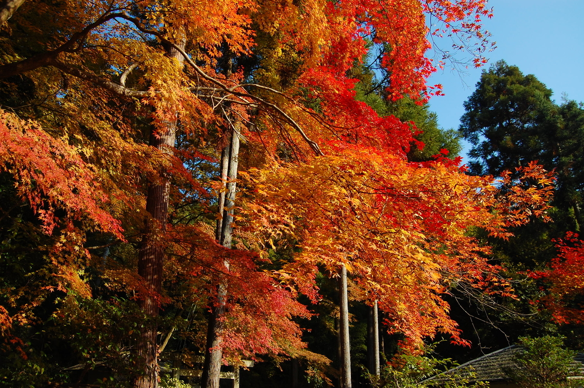 護法堂弁財天の紅葉　2017年11月25日　撮影：MKタクシー