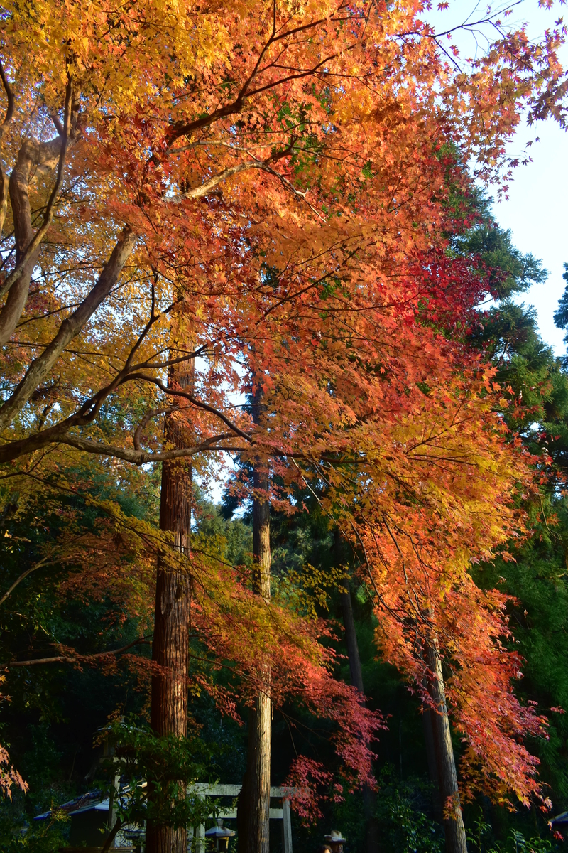 護法堂弁財天の紅葉　2018年11月28日　撮影：MKタクシー