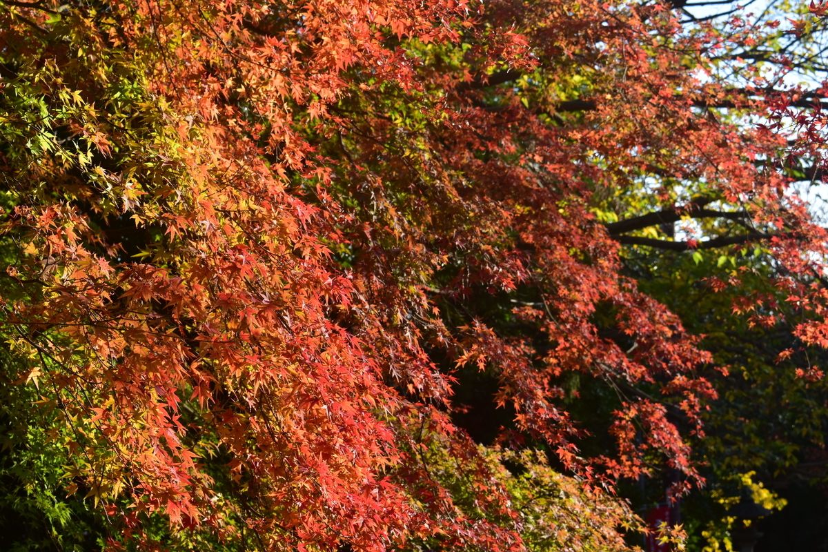 早朝の法輪寺の紅葉 2018年11月17日 撮影:MKタクシー