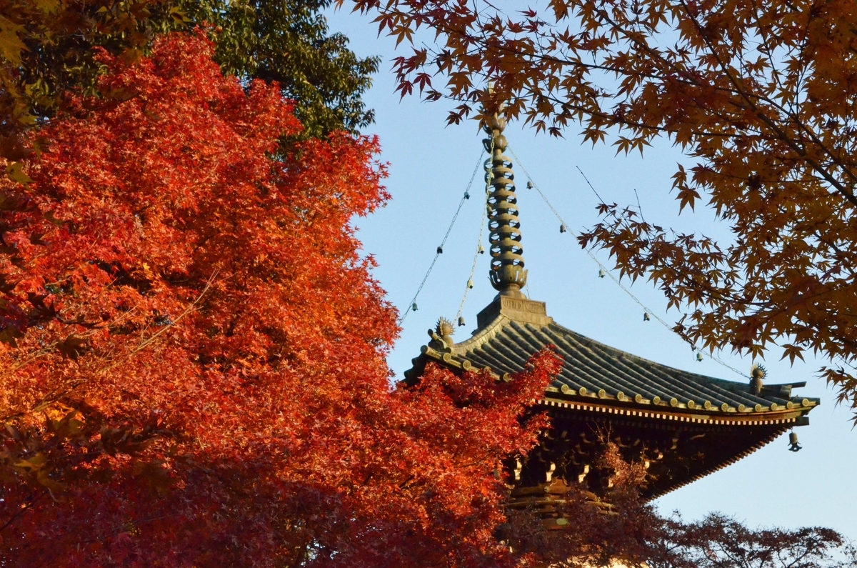 早朝の清凉寺の紅葉 2017年11月18日 撮影:MKタクシー