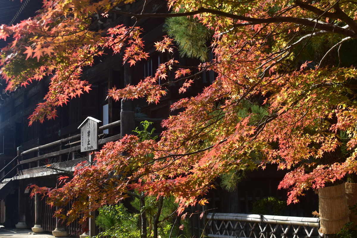 早朝の清凉寺の紅葉　2019年11月24日　撮影：MKタクシー