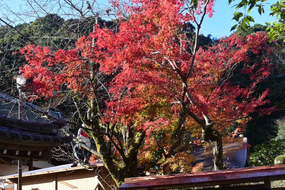 早朝の松尾大社の紅葉　2018年12月8日　撮影：MKタクシー