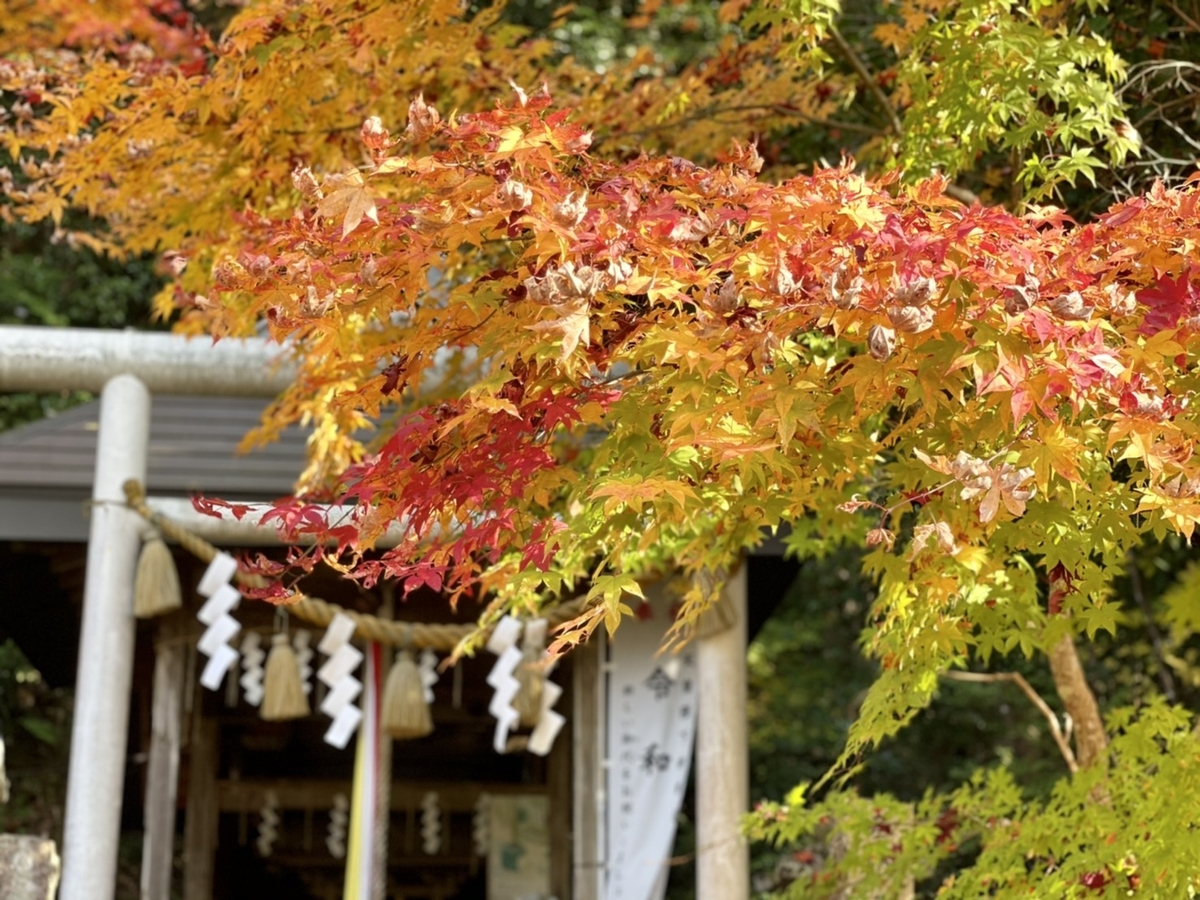 生身天満宮の紅葉　2020年11月18日　見頃　撮影：MKタクシー