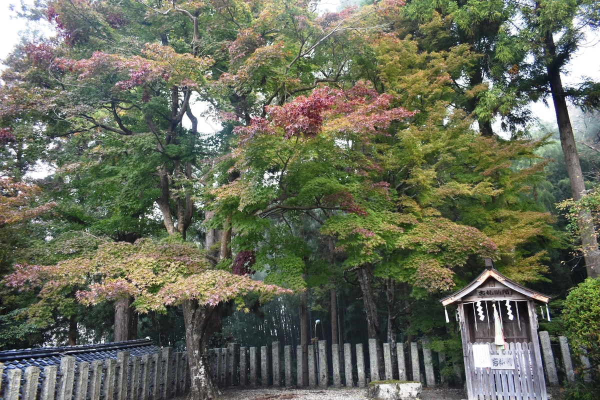 生身天満宮の紅葉　2019年11月9日　色づきはじめ　撮影：MKタクシー