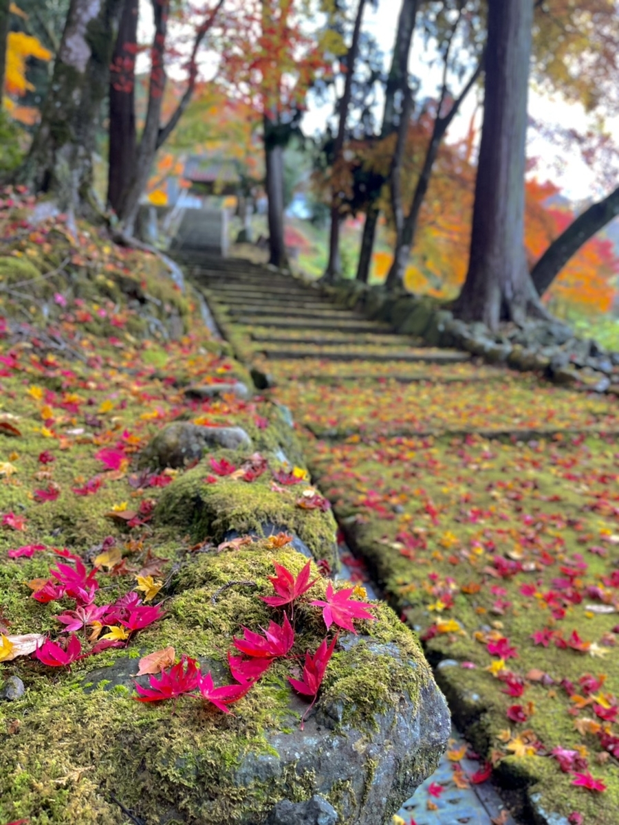 積善寺の紅葉　見頃　2020年11月18日　撮影：MKタクシー