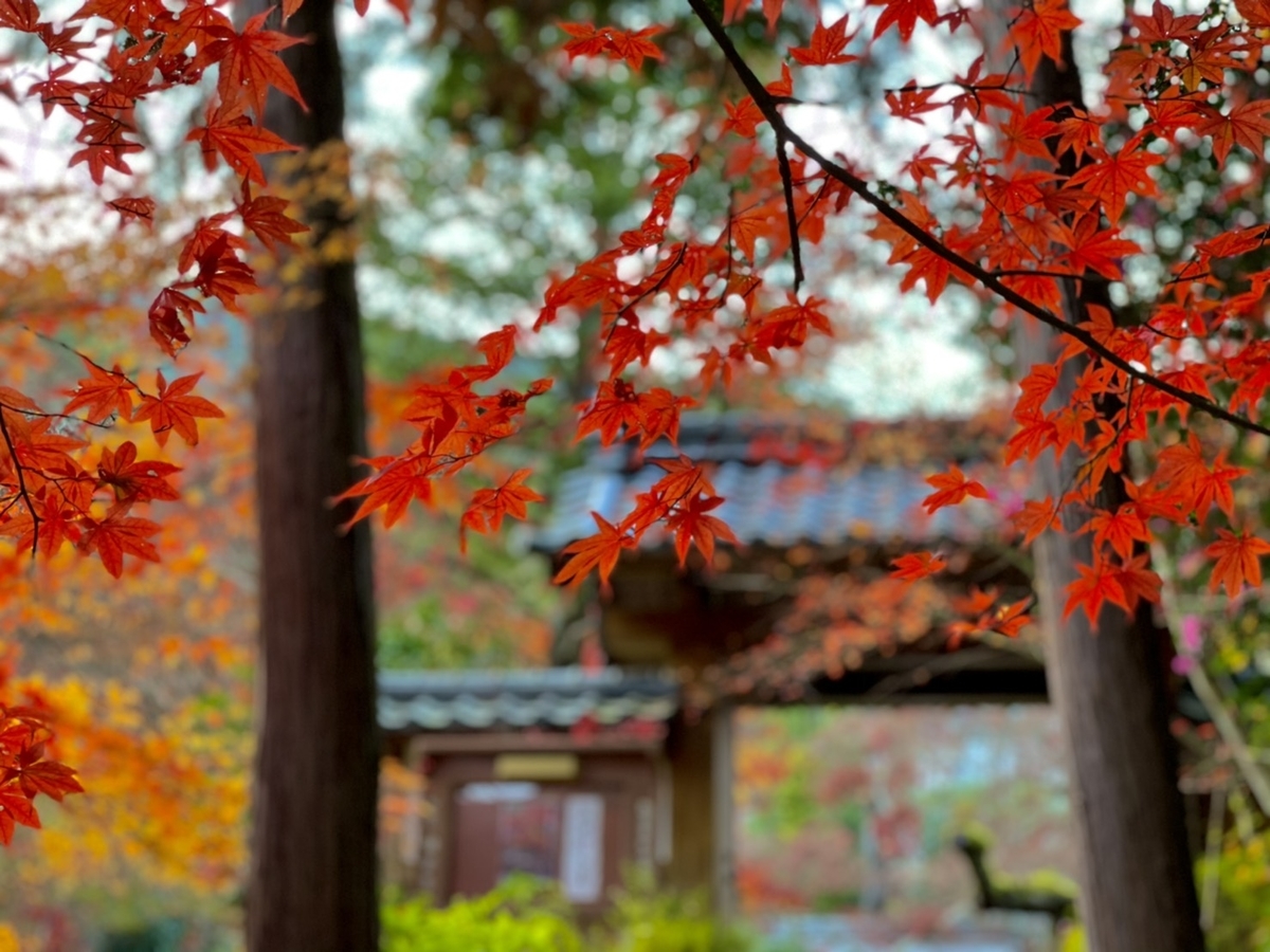 神蔵寺の紅葉 見頃 2020年11月18日 撮影:MKタクシー