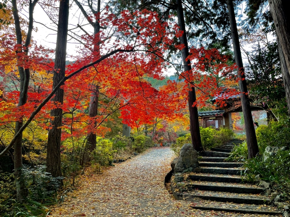 神蔵寺の紅葉　見頃　2020年11月18日　撮影：MKタクシー