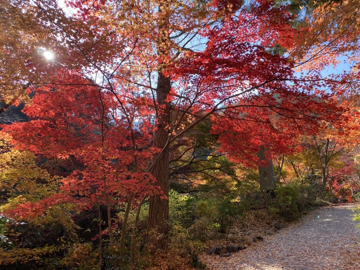 神蔵寺の紅葉　見頃　2020年11月18日　撮影：MKタクシー