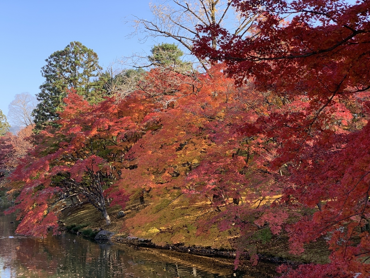 仙洞御所・北池の紅葉　見頃　2020年11月18日　撮影：MKタクシー