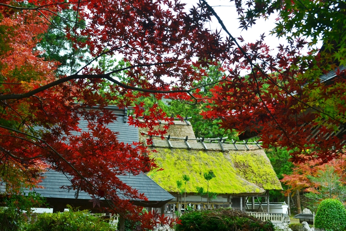 摩気神社（園部）の紅葉　見頃　2017年11月12日　撮影：MKタクシー