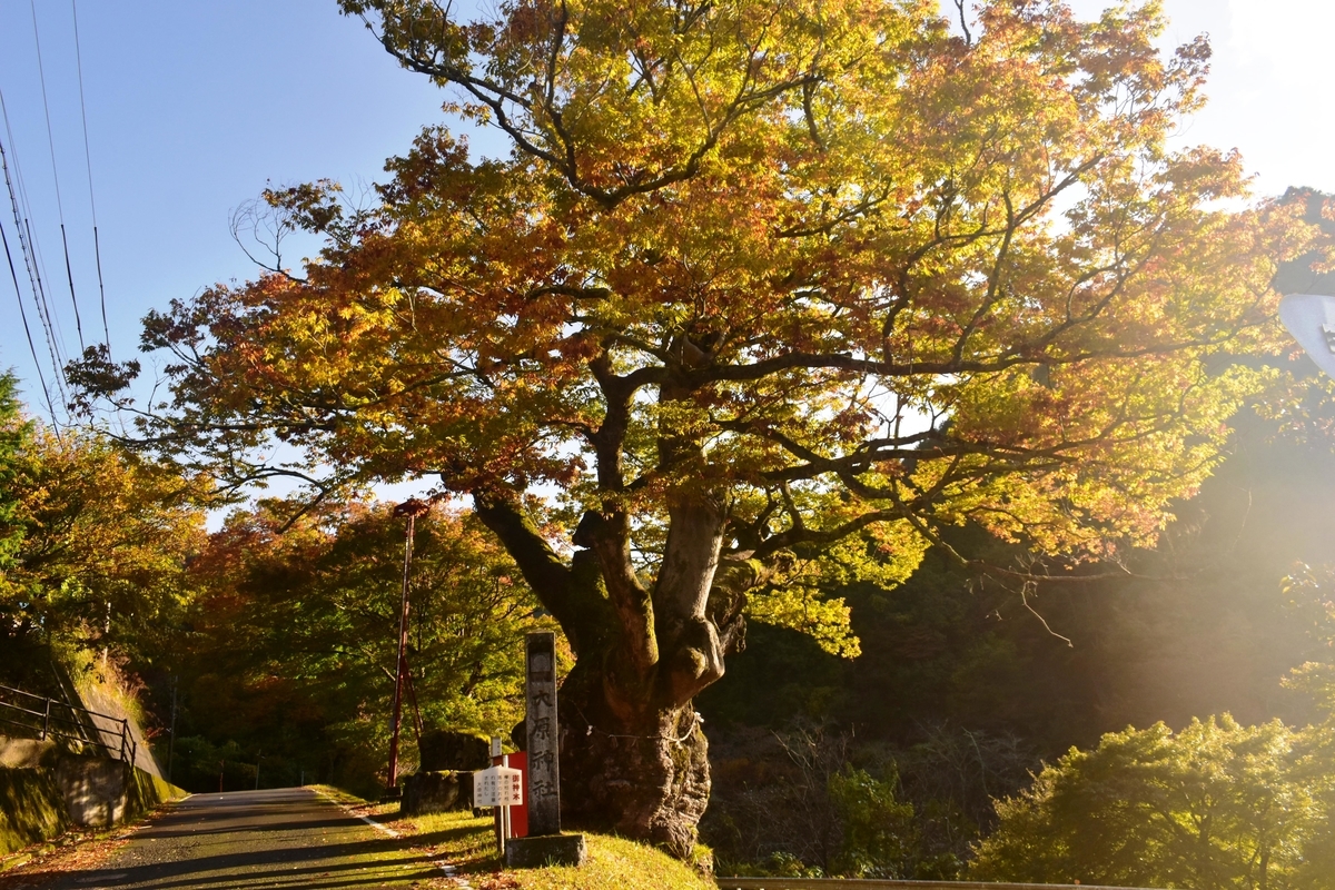 大原神社(美山)・ケヤキの紅葉 見頃 2019年11月10日 撮影:MKタクシー
