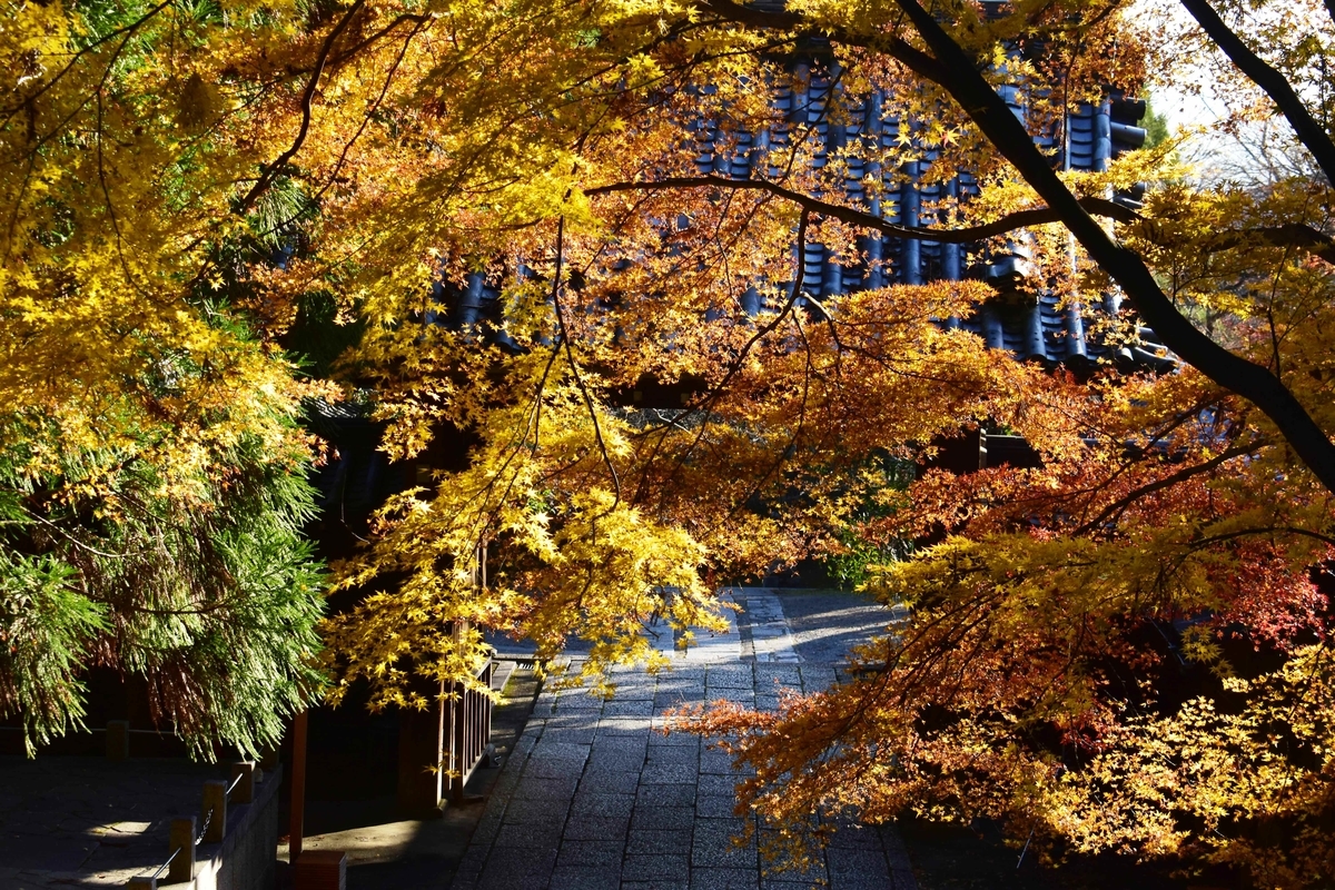 法輪寺・山門の紅葉 散りはじめ 2019年12月16日 撮影:MKタクシー