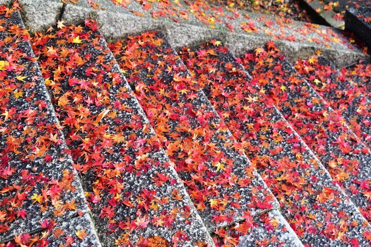 法輪寺・石段の散紅葉 2018年11月29日 撮影:MKタクシー