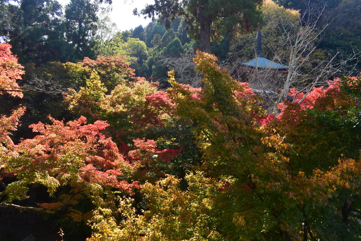 法輪寺・多宝塔と紅葉 見頃近し 2020年11月15日 撮影:MKタクシー