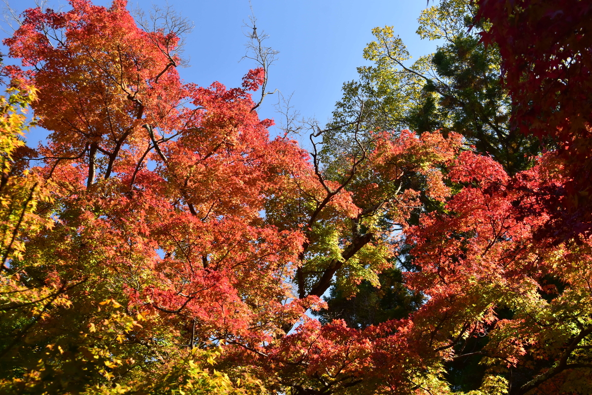 法輪寺の紅葉 見頃近し 2020年11月15日 撮影:MKタクシー