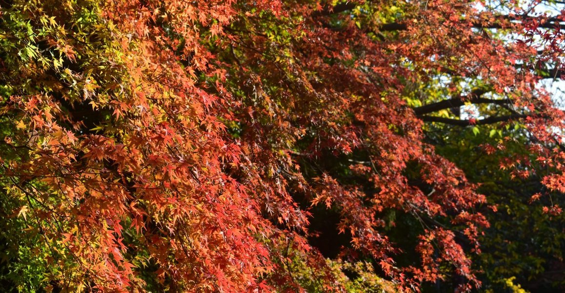 法輪寺・山門の紅葉 見頃近し 2018年11月17日 撮影:MKタクシー