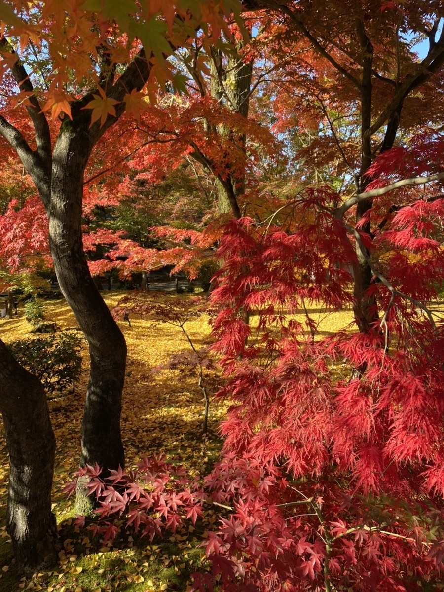 永観堂の紅葉　見頃　2020年11月19日　撮影：MKタクシー