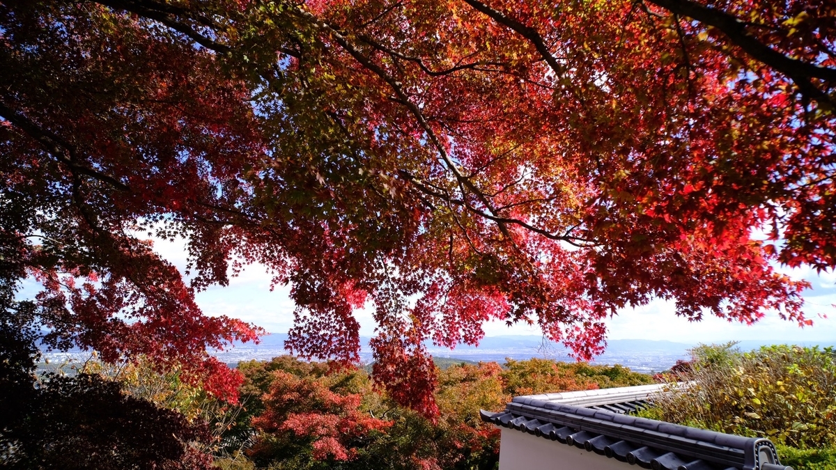 善峯寺の紅葉　見頃近し　2020年11月9日　撮影：MKタクシー