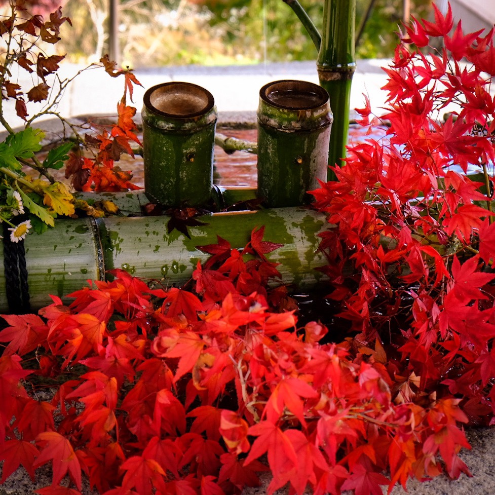 善峯寺の紅葉　見頃近し　2020年11月9日　撮影：MKタクシー