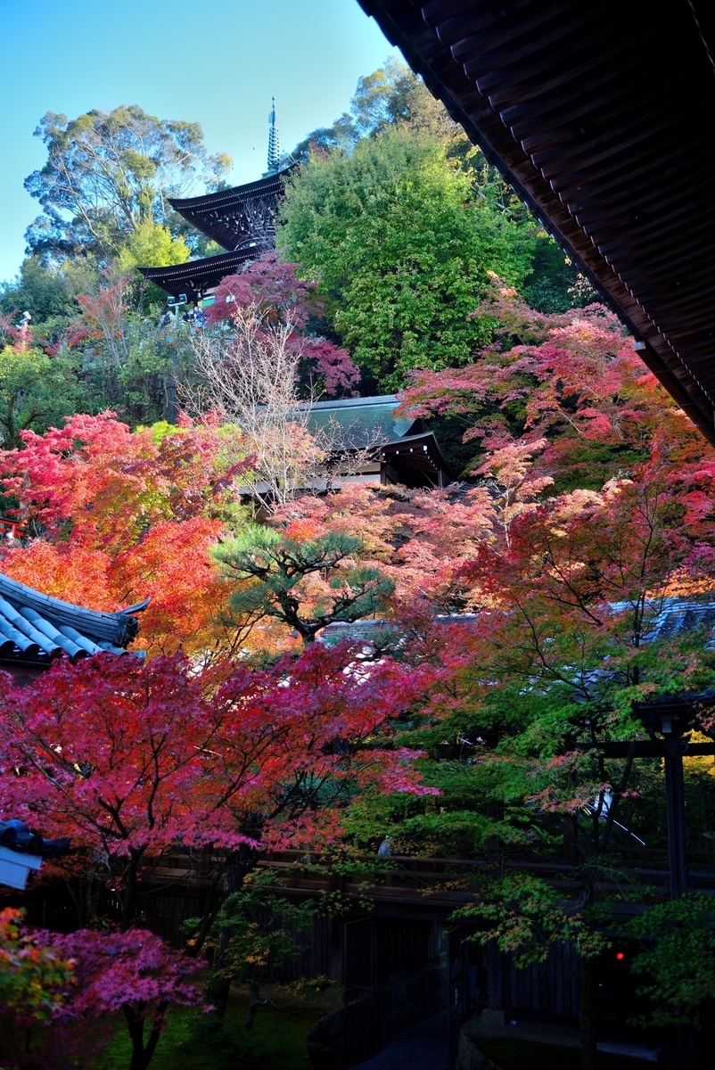 永観堂・多宝塔と紅葉 見頃 2020年11月14日 撮影:MKタクシー