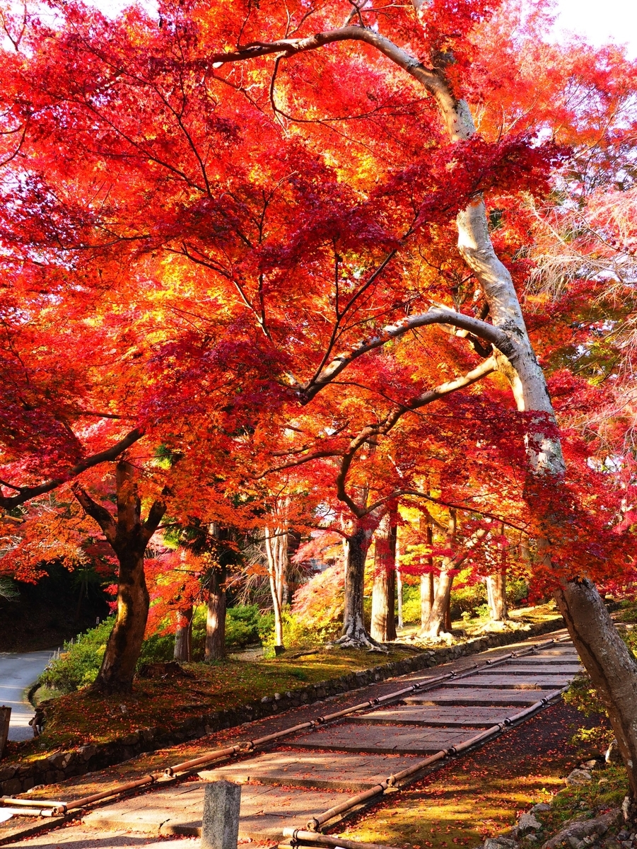 毘沙門堂の紅葉 見頃 2020年11月17日 撮影:MKタクシー