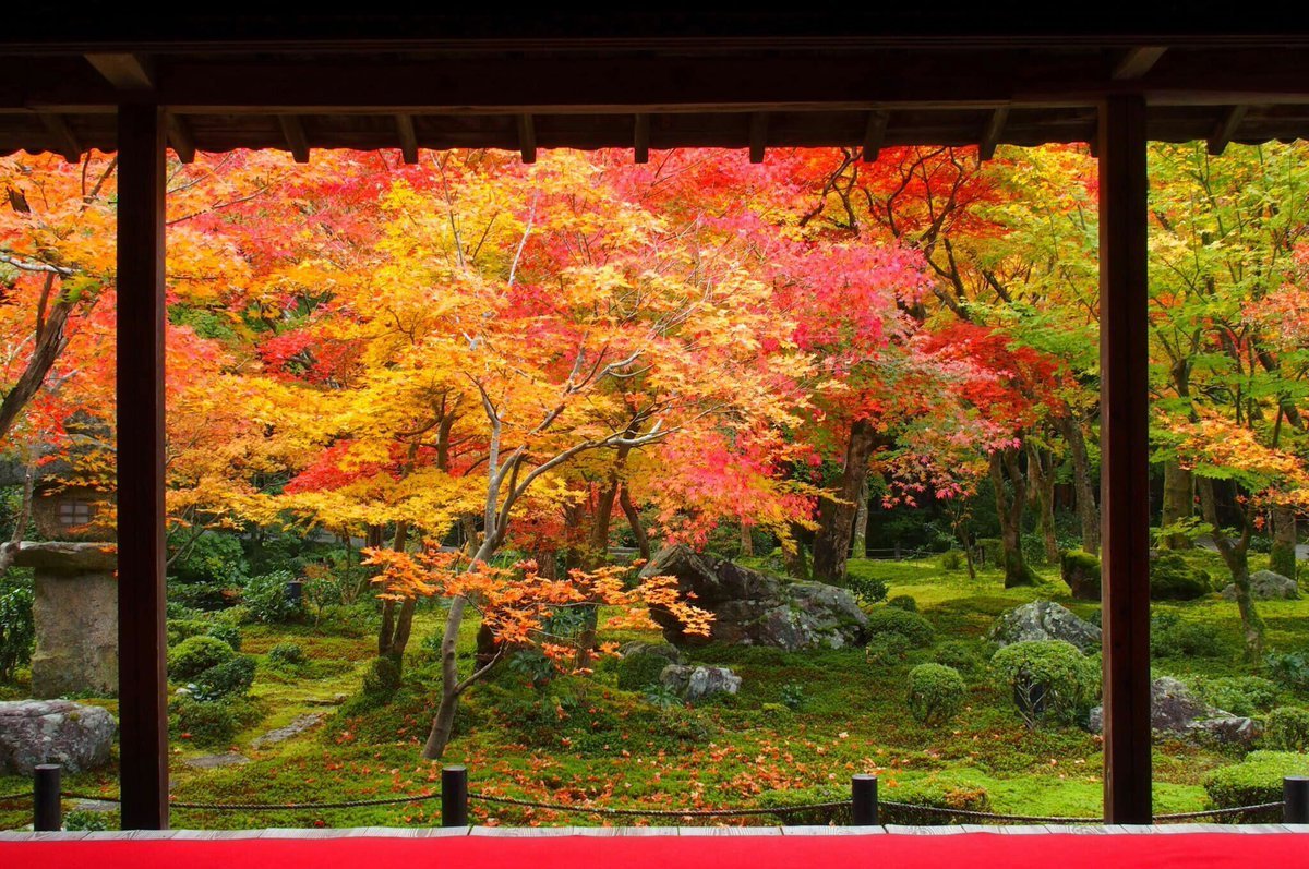圓光寺・十牛の庭の紅葉 見頃 2016年11月13日 撮影:MKタクシー
