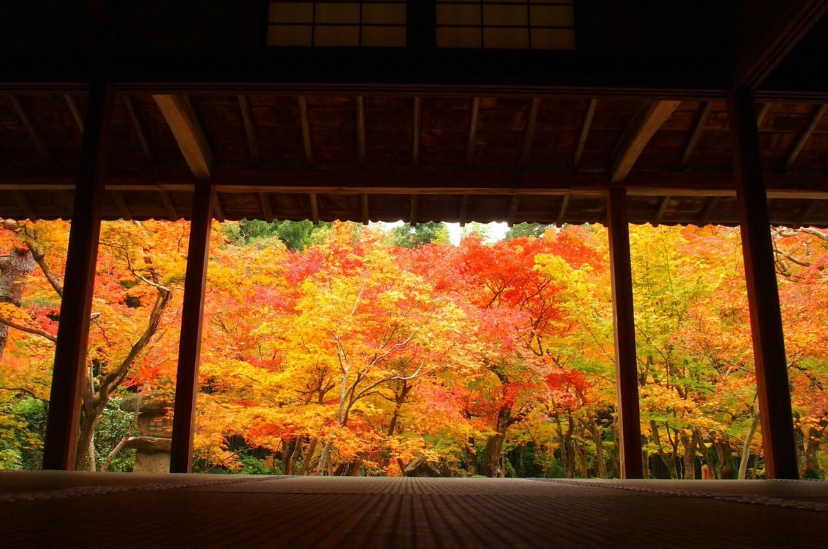 圓光寺・十牛の庭の紅葉　見頃　2016年11月13日　撮影：MKタクシー