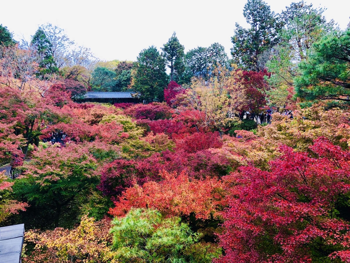 東福寺・通天橋からの紅葉 見頃 2018年11月19日 撮影:MKタクシー