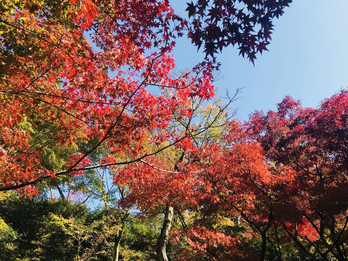 東福寺・洗玉澗の紅葉　見頃近し　2018年11月8日　撮影：MKタクシー