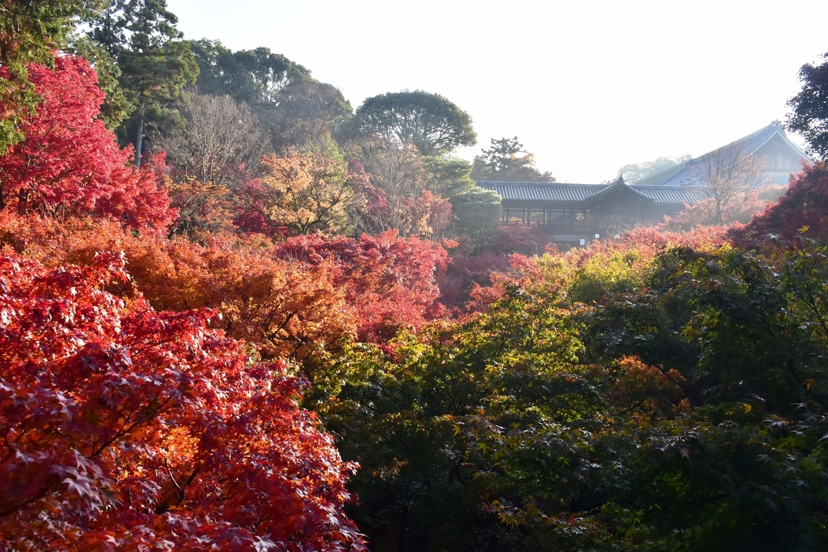 東福寺・臥雲橋から通天橋の紅葉 見頃 2020年11月17日 撮影:MKタクシー