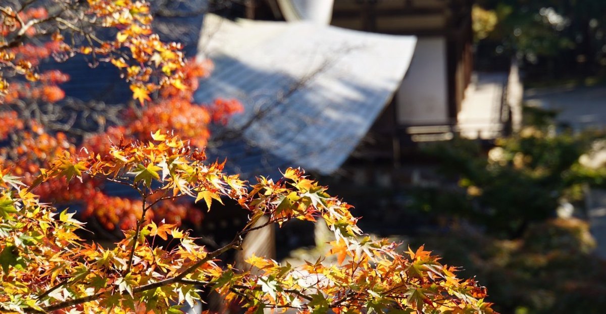 神護寺の紅葉　見頃近し　2017年11月3日　撮影：MKタクシー