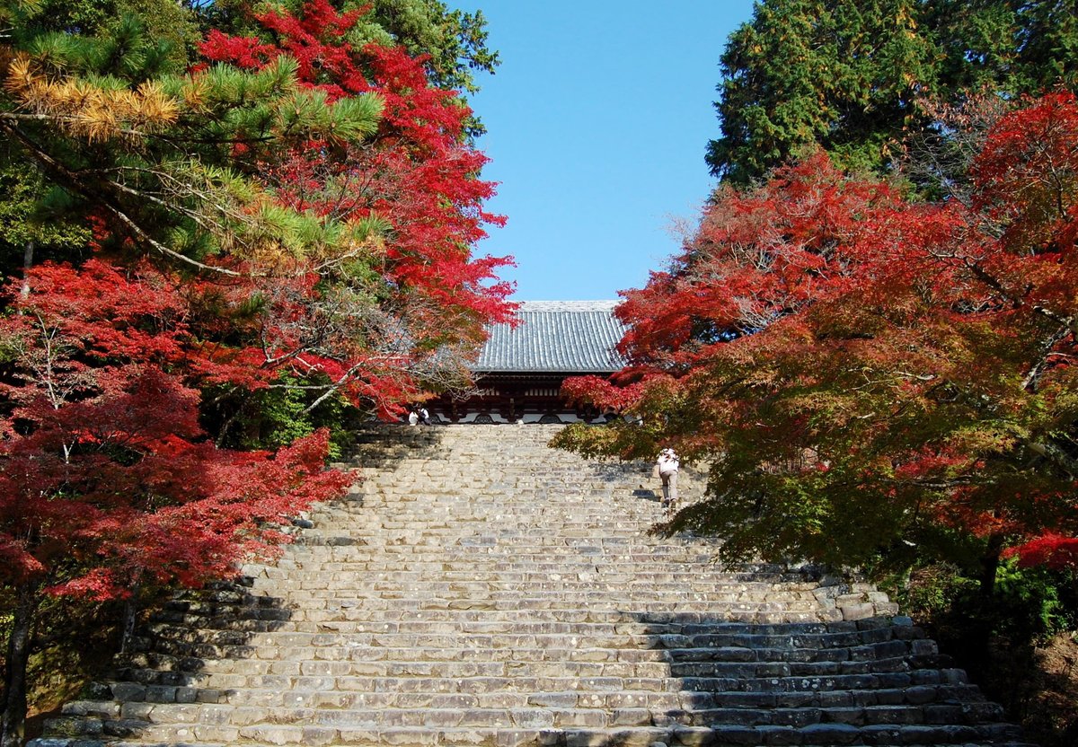 神護寺の紅葉　見頃　2007年11月25日　撮影：MKタクシー