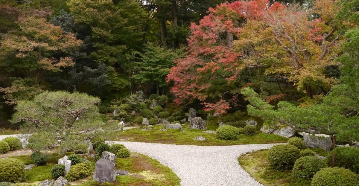 曼殊院・枯山水庭園の紅葉　色づきはじめ　2013年11月17日　撮影：MKタクシー