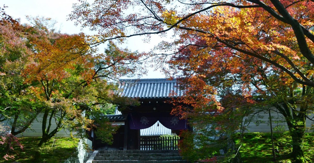曼殊院・勅使門前の紅葉 色づきはじめ 2017年11月11日 撮影:MKタクシー