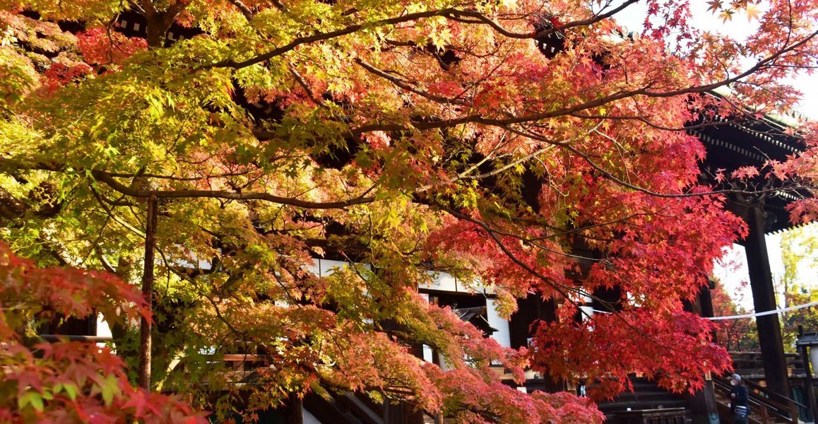 真如堂・本堂前の紅葉 見頃 2019年11月12日 撮影:MKタクシー