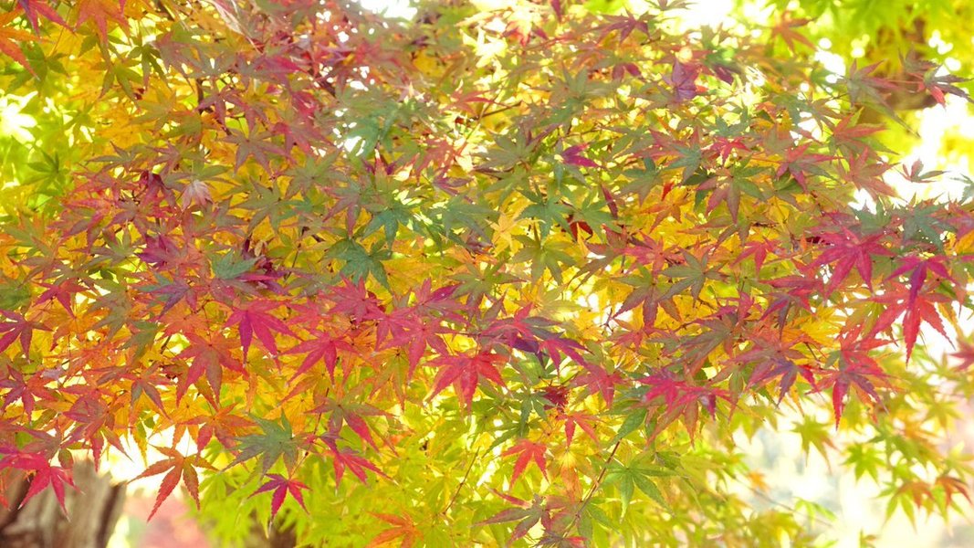 智積院の紅葉 見頃 2020年11月17日 撮影:MKタクシー