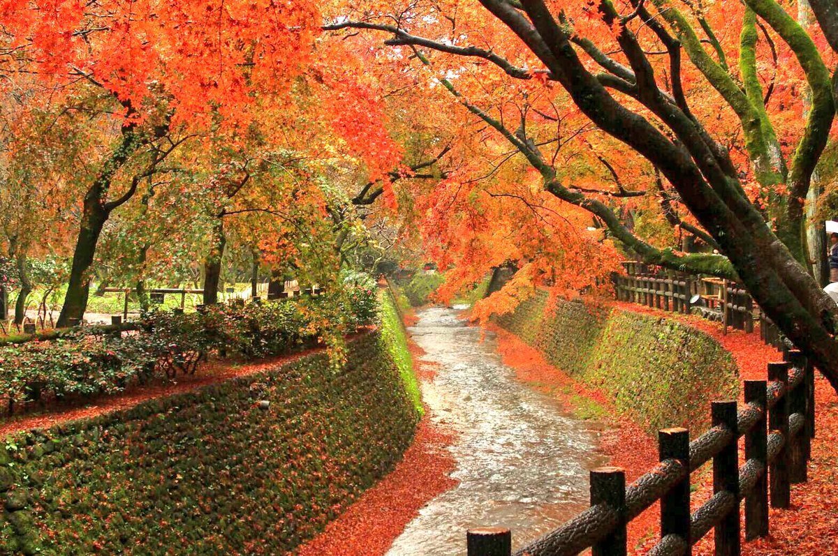 北野天満宮・もみじ苑の紅葉 見頃 2016年11月27日 撮影:MKタクシー
