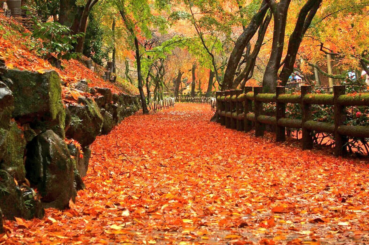 北野天満宮・もみじ苑の紅葉 見頃 2016年11月27日 撮影:MKタクシー