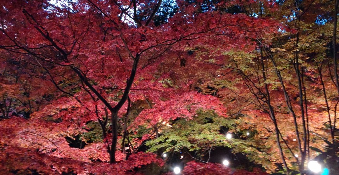 北野天満宮・もみじ苑の紅葉ライトアップ 見頃 2019年11月30日 撮影:MKタクシー