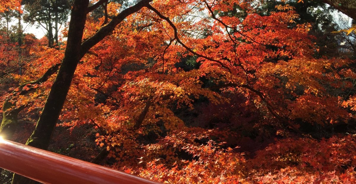 北野天満宮・もみじ苑の紅葉 見頃 2014年11月29日 撮影:MKタクシー