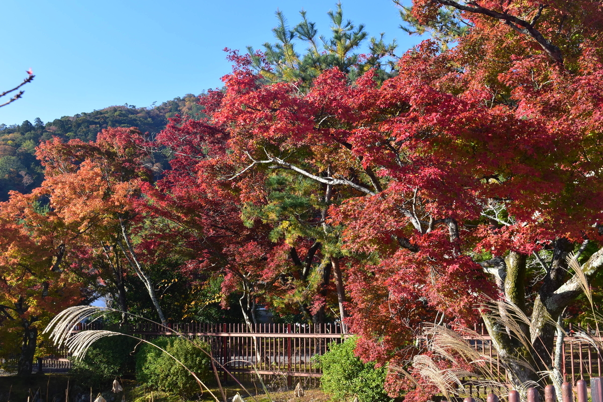 天龍寺・前庭の紅葉 見頃 2019年11月20日 撮影:MKタクシー