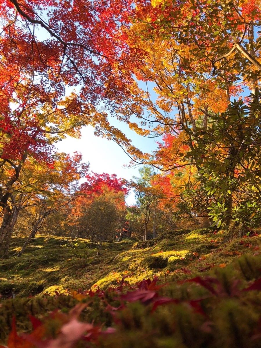 天龍寺・曹源池庭園の紅葉　見頃　2019年11月23日　撮影：MKタクシー