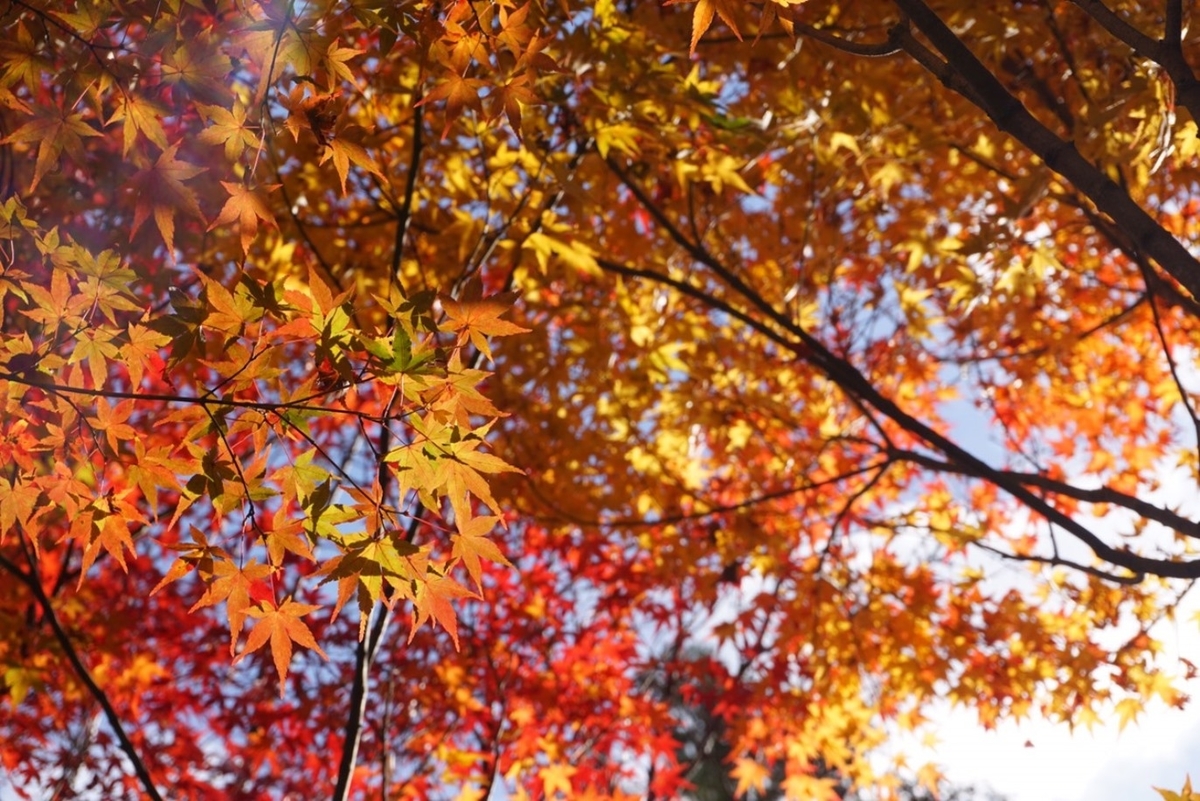 常寂光寺の紅葉　見頃　2018年11月29日　撮影：MKタクシー