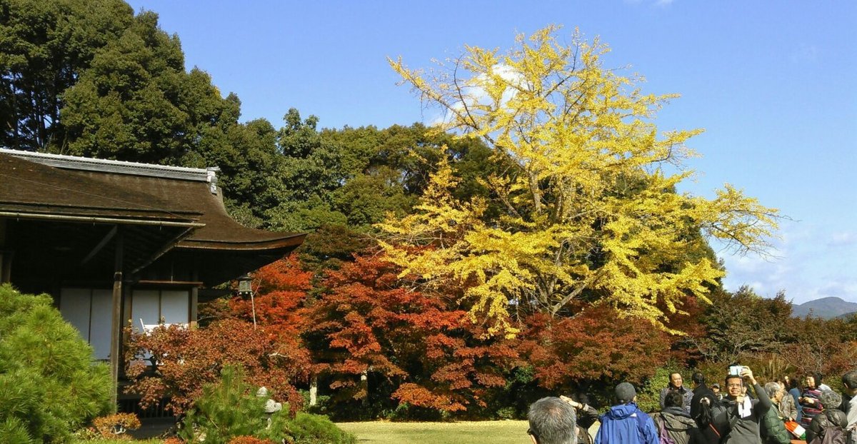 大河内山荘・大乗閣と紅葉とイチョウ　見頃　2014年11月18日　撮影：MKタクシー