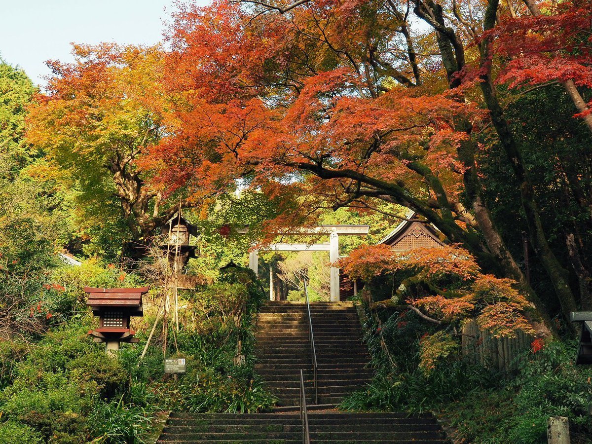 日向大神宮・鳥居と紅葉　見頃　2017年11月23日　撮影：MKタクシー