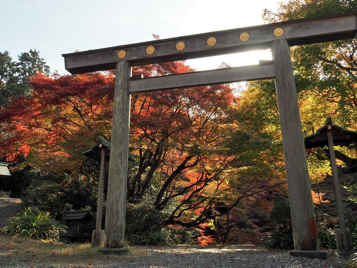 日向大神宮・鳥居と紅葉　見頃　2017年11月23日　撮影：MKタクシー