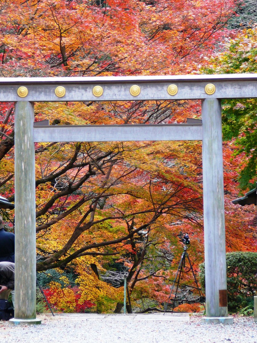 日向大神宮・鳥居と紅葉 見頃 2006年12月3日 撮影:MKタクシー